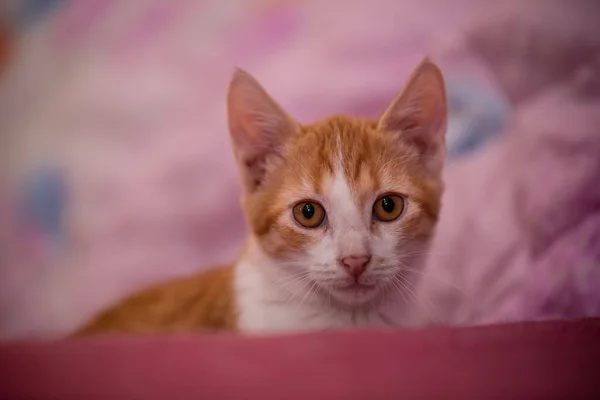 Gato Naranja Tabby Sentado Sofá Dentro Apartamento — Foto de Stock