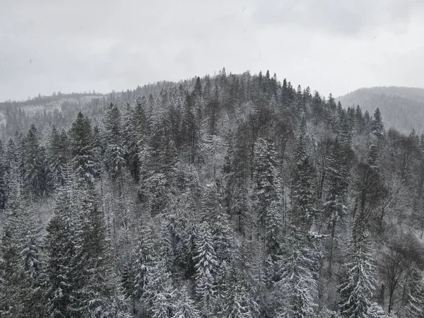 Een Hoge Hoek Shot Van Winterachtige Berg Met Besneeuwde Pijnboom — Stockfoto