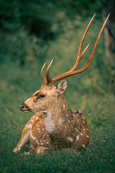 印第安人森林中的野生动物图片 也叫Axis Deer — 图库照片