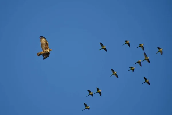 Harris Hawk Parabuteo Unicinctus Flight Chasing Group Monk Parakeets Myiopsitta — Stock Photo, Image
