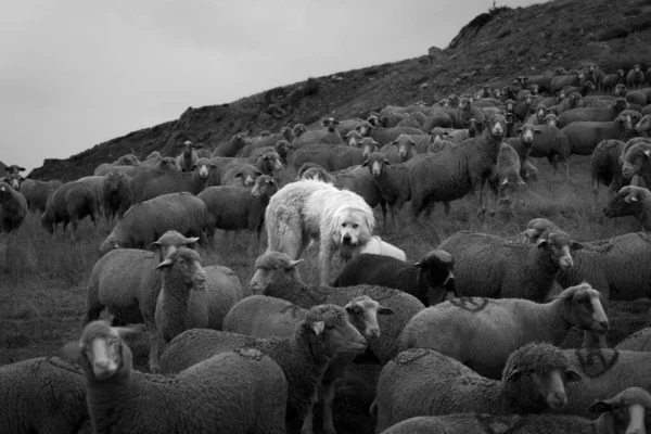Сіро Каштановий Знімок Стада Овець Мармелано Абрузійською Вівцею Пасовищі — стокове фото