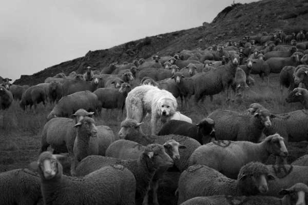 Een Grijsschaal Shot Van Een Kudde Schapen Met Maremmano Abruzzese — Stockfoto