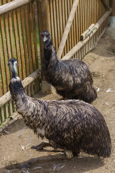 Closeup Two Kangaroo Island Emu Birds Next Wooden Fence Zoo — Stock Photo, Image