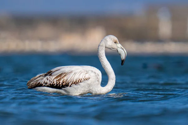 Närbild Större Flamingo Phoenicopterus Roseus Vatten — Stockfoto