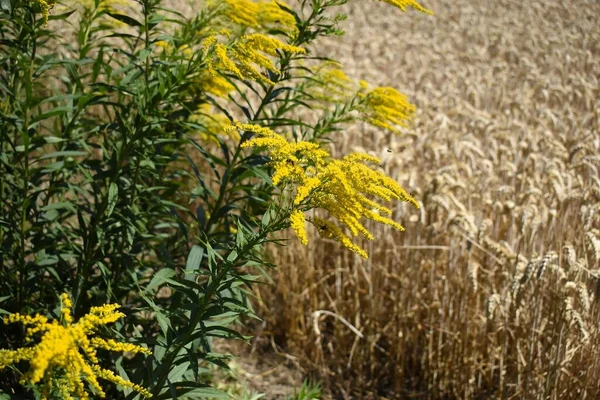 Golden rod in front of a wheat field in Europe