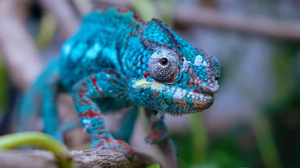 Ujęcie Bliska Imponującego Kameleona Pantery Używającego Niebiesko Czerwonej Skóry Kamuflażu — Zdjęcie stockowe