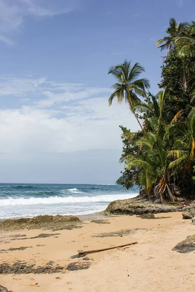 Kumsalda Ağaçlarla Çevrili Mavi Bir Denizin Dikey Görüntüsü — Stok fotoğraf