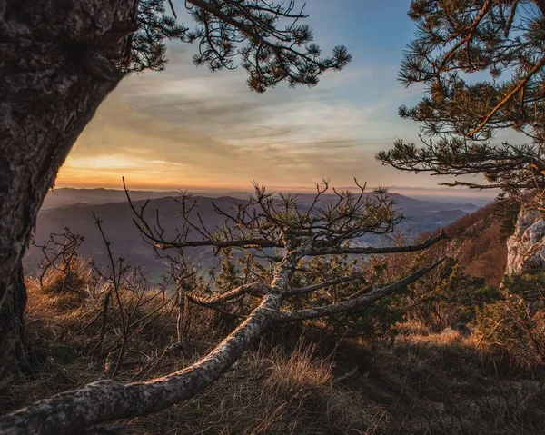 夕日の木の枝と山の景色 — ストック写真