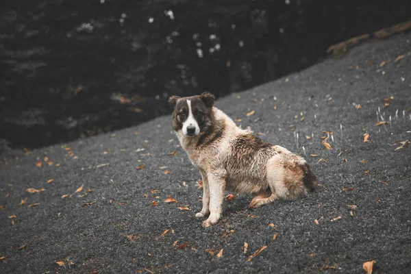 秋の葉に囲まれた芝生の上に座っている犬の半グレースケールのショット — ストック写真