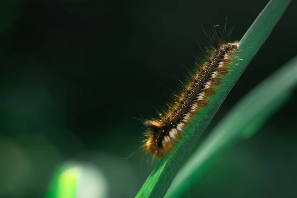Soft Focus Fuzzy Caterpillar — Stock Photo, Image