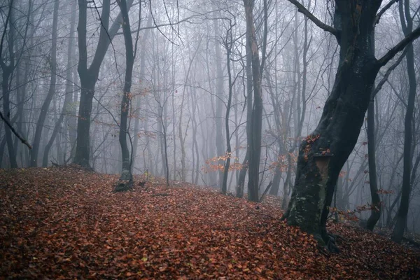 Bellissimo Paesaggio Alberi Autunnali Una Foresta Nebbiosa — Foto Stock