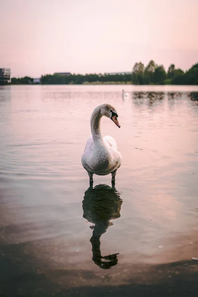 Belo Cisne Lago Seu Reflexo Água — Fotografia de Stock