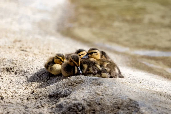 Close Pequenos Patinhos Bonitos Amontoados Juntos — Fotografia de Stock