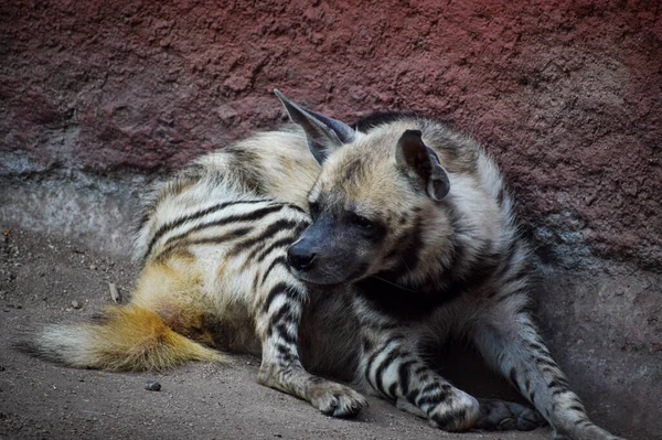 A striped hyena lying on the ground