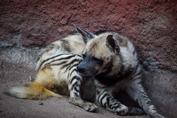 Proužkovaná Hyena Ležící Zemi — Stock fotografie