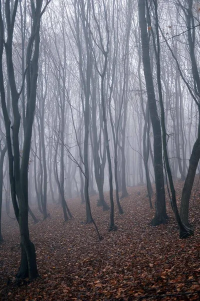 Eine Wunderschöne Landschaft Aus Herbstbäumen Einem Nebligen Wald — Stockfoto