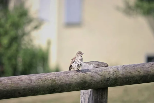 Ein Niedlicher Kleiner Sperling Hockt Auf Dem Holz — Stockfoto