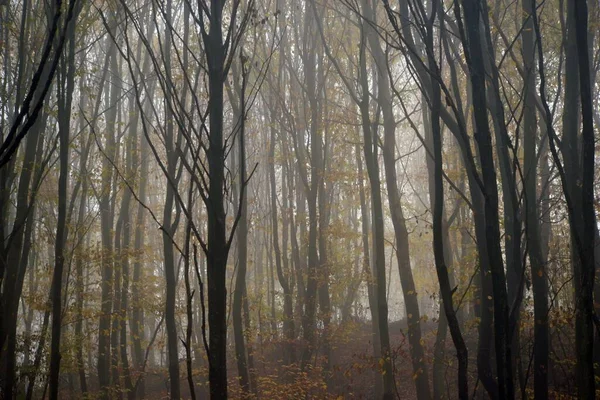 Hermoso Paisaje Árboles Otoñales Bosque Nublado — Foto de Stock