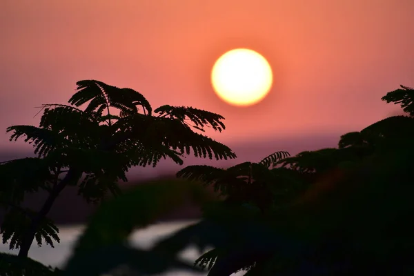Schöner Rosafarbener Sonnenuntergang Kenia Bei Dem Die Sonne Hinter Einigen — Stockfoto