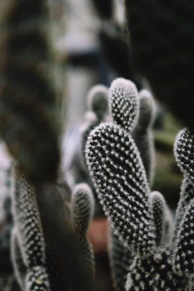 Een Verticale Close Van Opuntia Microdasys Botanische Tuin Van Iasi — Stockfoto