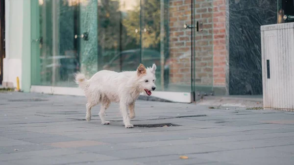 Perro Blanco Paseando Por Calle Rumania — Foto de Stock