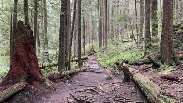 Gli Alberi Tagliare Tronchi Terra Whyte Lake Park West Vancouver — Foto Stock