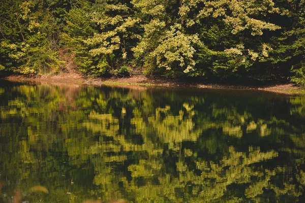 Galhos Árvore Verde Com Reflexos Folhas Lago Claro — Fotografia de Stock
