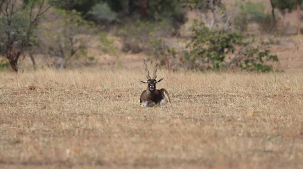 Plan Mise Point Peu Profond Buck Noir Assis Dans Les — Photo