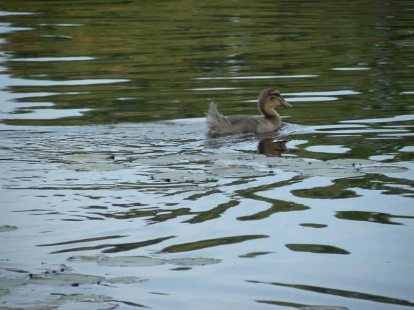 Gros Plan Canard Sauvage Nageant Dans Étang — Photo