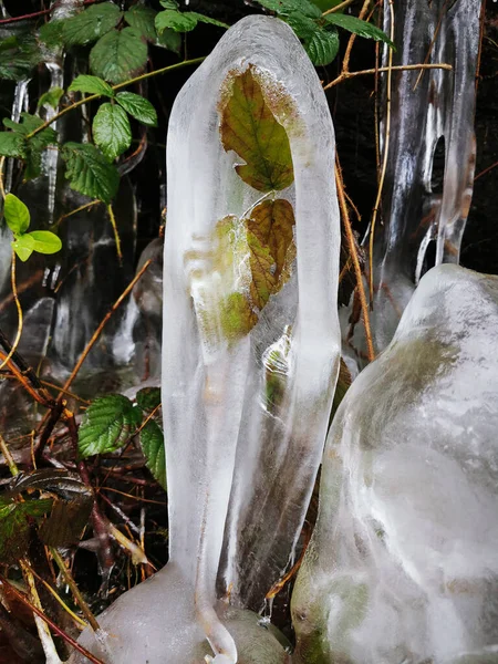 Vertical Closeup Shot Ice Plant — Stock Photo, Image