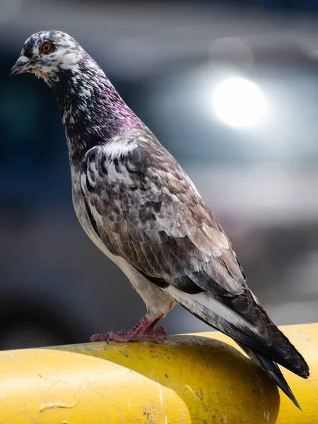 黄色のパイプの上に垂直方向の鳩のショット — ストック写真