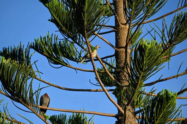 Ptáci Seděli Stromě Slunečného Dne — Stock fotografie