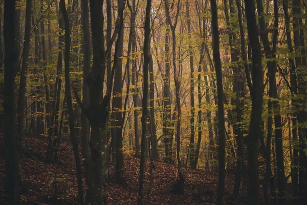 Uzun Ağaç Gövdeleri Sisli Ormanda Renkli Sonbahar Yapraklarıyla — Stok fotoğraf