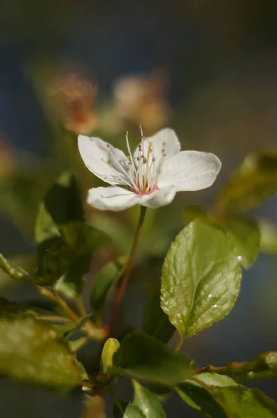 Primo Piano Verticale Piccolo Fiore Bianco Cespuglio — Foto Stock