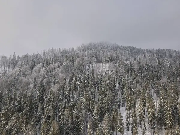 Высокий Угол Обзора Густого Соснового Леса Снежной Горе Туманом Выходящим — стоковое фото