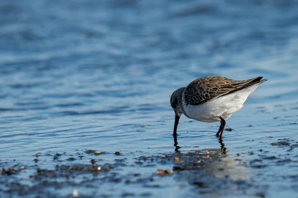 Une Pelle Solitaire Qui Nourrit Sur Des Eaux Peu Profondes — Photo