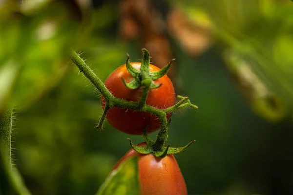 Makrobilledet Små Røde Tomater - Stock-foto