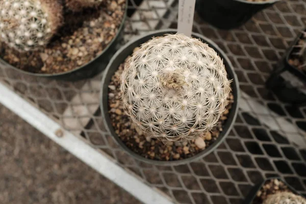 Closeup Cacti Greenhouse West Texas — Stock Photo, Image