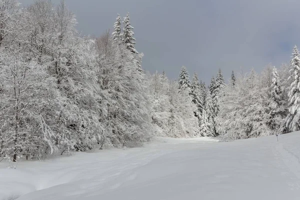 美丽的冬季森林景色 雪地上覆盖着松树 法国查特鲁兹的冬季景观 — 图库照片
