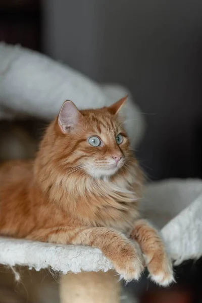 A red cat with light green eyes lies in his home, vertical shot