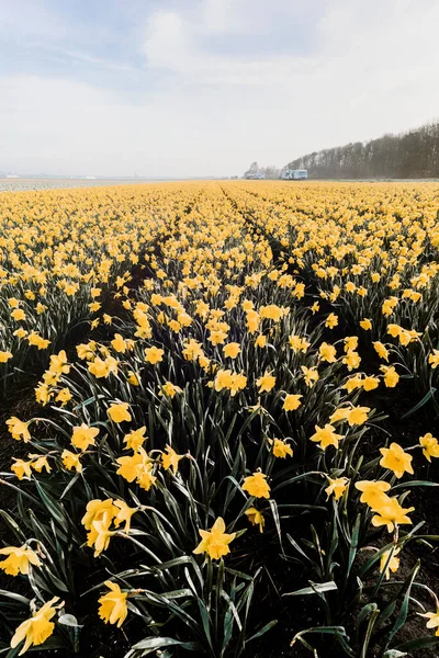 Field Beautiful Yellow Daffodils Blue Cloudy Sky Sunny Day — Stock Photo, Image