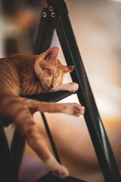Вертикальный Снимок Очаровательной Кошки Спящей Лестнице Размытом Фоне Обои — стоковое фото