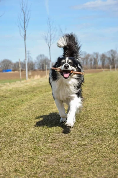 A Cute Border Collie dog walking on a grass with wooden stick in mouth