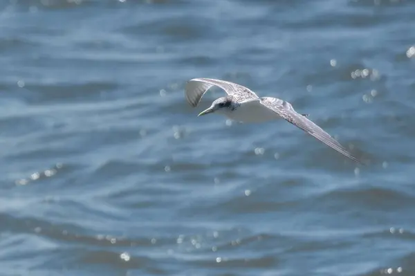 一只美丽的海鸥在海面上盘旋的特写镜头 — 图库照片