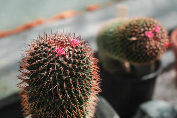 Egy Közeli Kép Mammillaria Spinosissimáról Iasi Botanikus Kert Romania — Stock Fotó