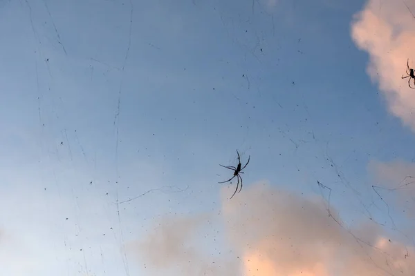 Beautiful Shot Huge Black Spider Its Web — Stock Photo, Image