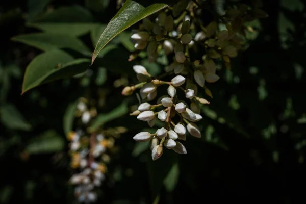 Nandina Evcilleştirilmiş Lahi Bambu Lahi Bambu Gulf Stream Çiçekleri — Stok fotoğraf