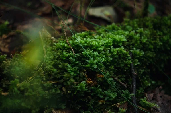 Musgo Verde Com Folhas Grandes — Fotografia de Stock