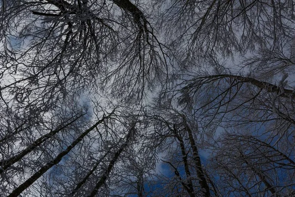 Tiro Baixo Ângulo Árvores Cobertas Neve Com Céu Azul Claro — Fotografia de Stock