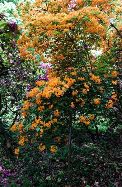Farben Des Fröhlichen Azaleen Busches Voller Blüte Hochsommer — Stockfoto